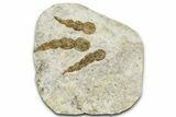 Dinosaur (Grallator) Track - Negative Impression #366859-1